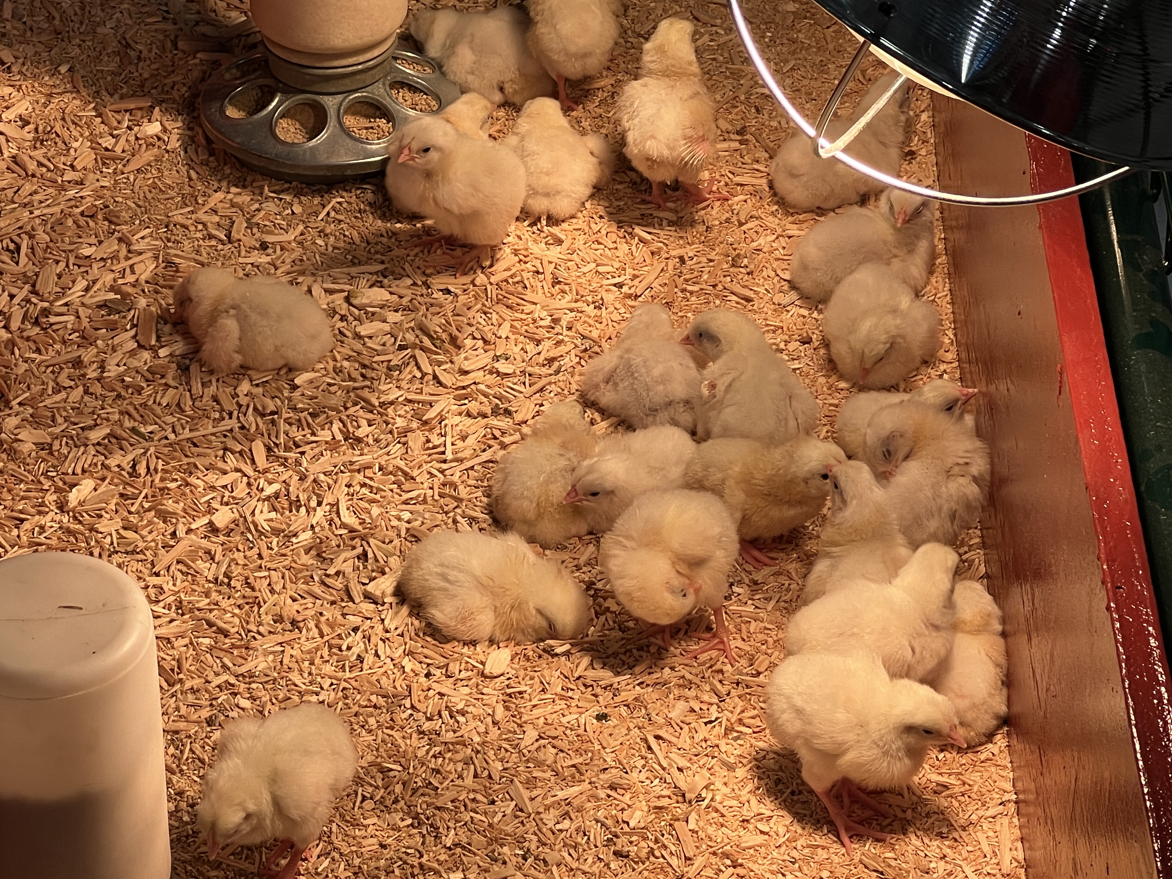 Decode the code: Can you keep chickens in your Cowtown backyard?