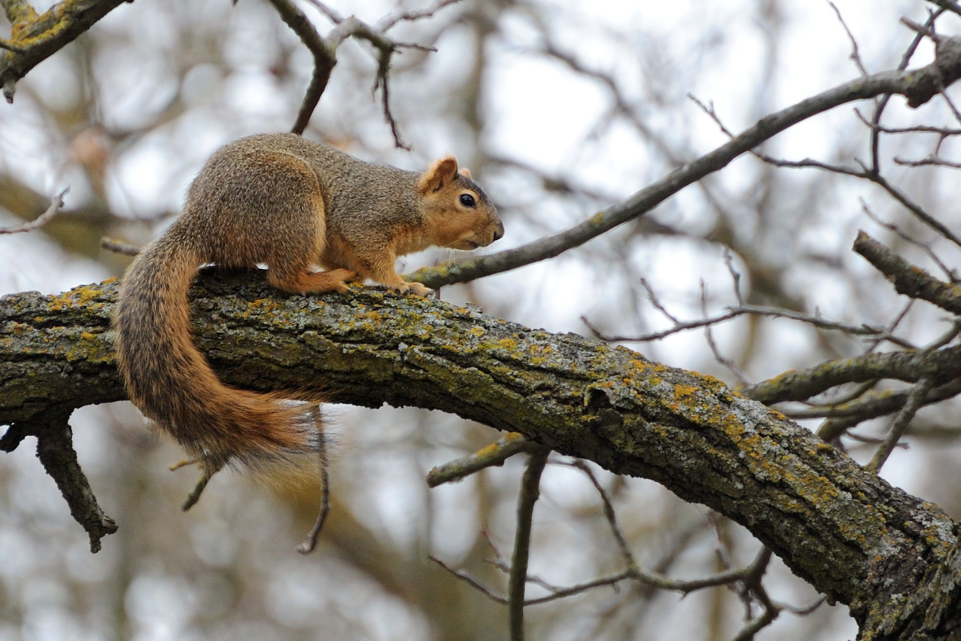 Champ Squirrel The history of The Great Squirrel Stampede