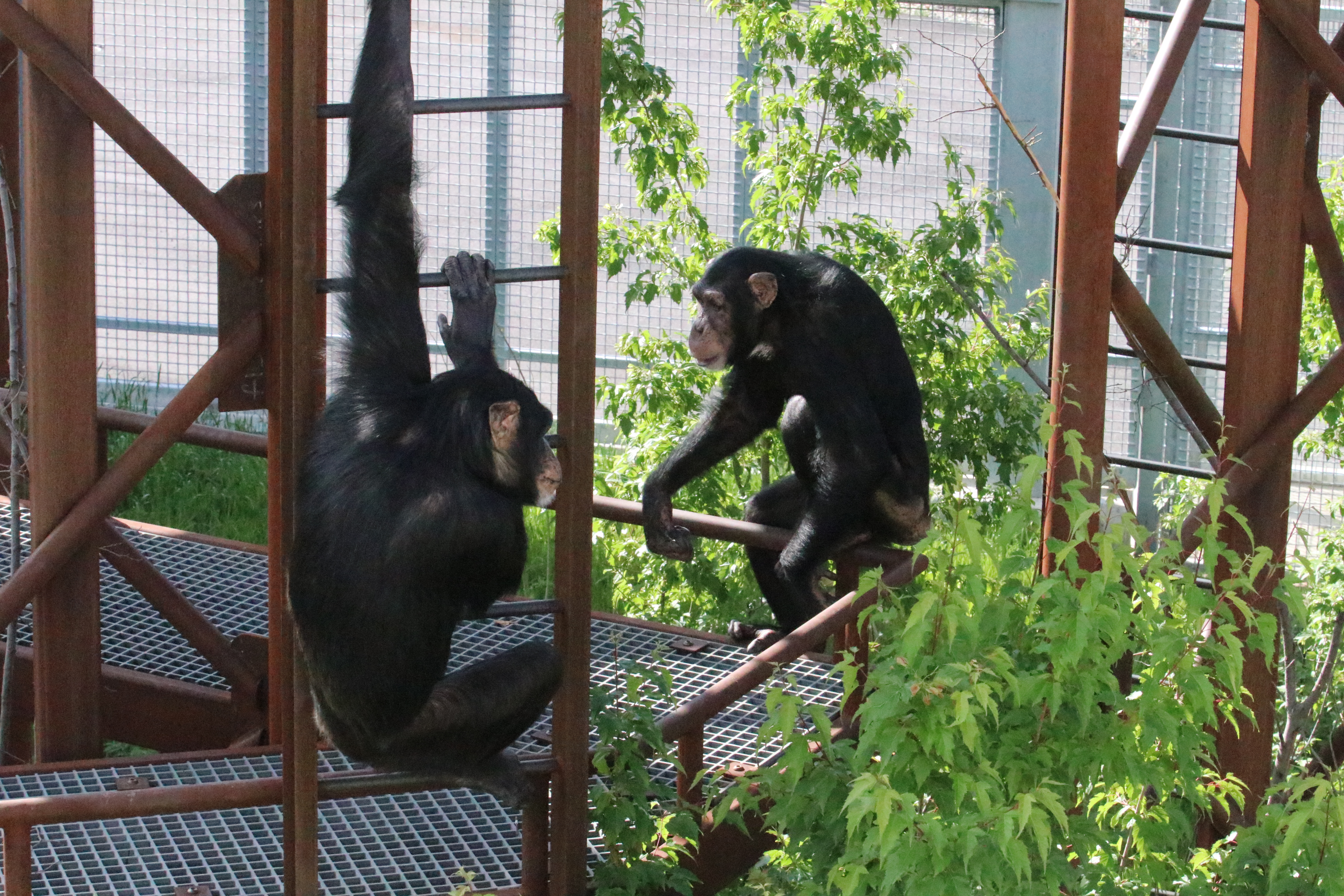 International Chimpanzee Complex opening at Indianapolis Zoo