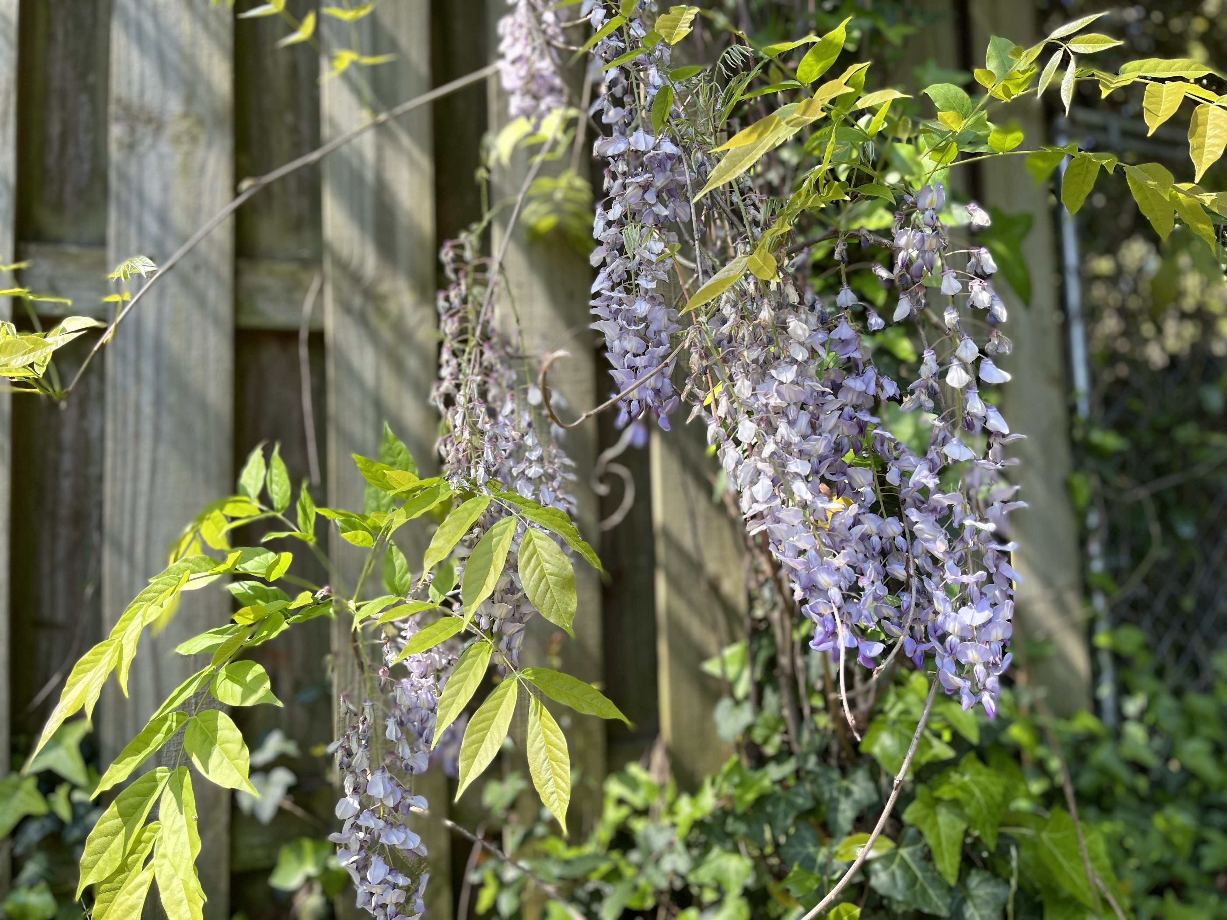 What's with the wisteria in Soda City?