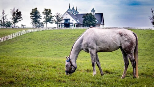 a horse out in the pasture