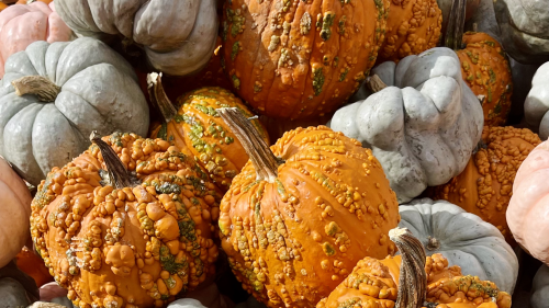 SATXtoday: pumpkins