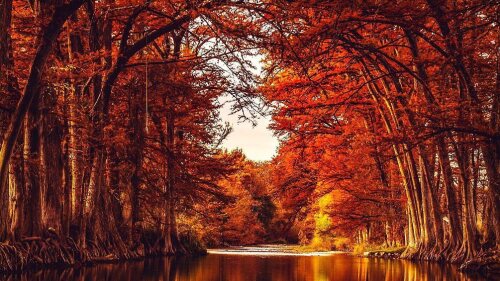 SATX_fall_foliage_lost_maples.jpg