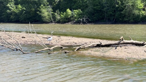 A lake with a visible mud bank and a heron standing in the middle. 