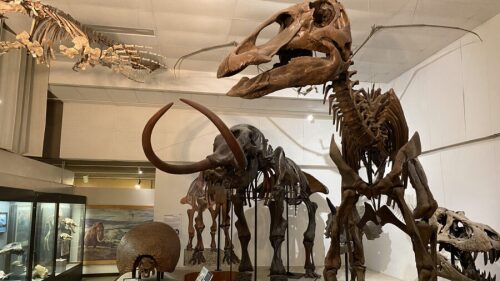 Mastodon skeleton