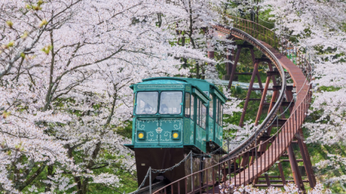 A teal vintage tram travels on a winding track surrounded by blooming cherry blossom trees, creating a serene and picturesque spring scene.