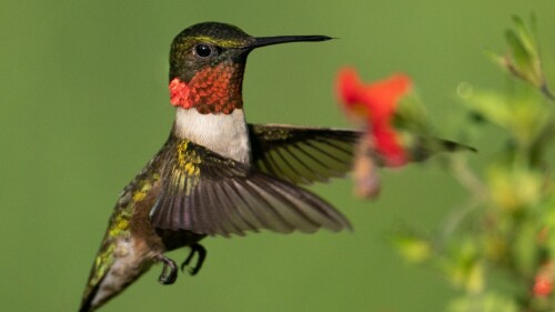 A ruby-throated hummingbird in mid-flight.