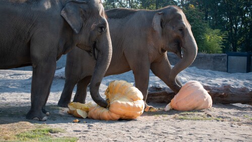 Two elephants stomp on giant pumpkins at Oregon Zoo 