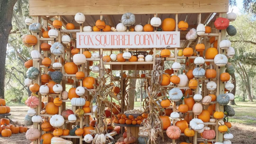 A decorative wooden frame covered with a variety of orange, white, and gray pumpkins, with a sign reading "FOX SQUIRREL CORN MAZE."