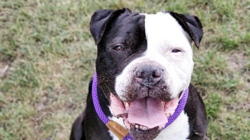 A black + white Pit Bull Terrier with a purple leash stares in the camera with his tongue out. 