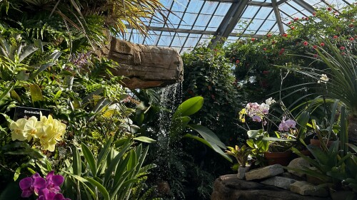 Inside a conservatory with the sun hitting lots of green plants and a little waterfall. 