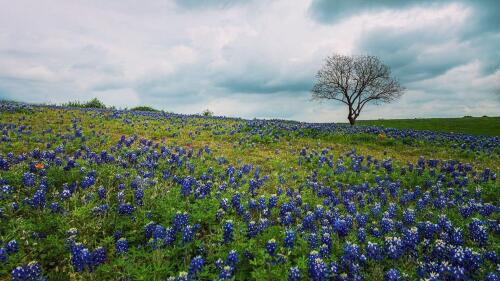 Photo of a feild of bluebonnets with a single tree.