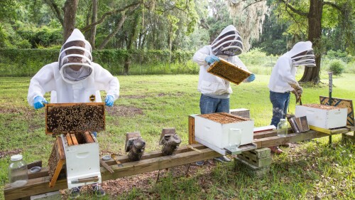 Three people in beekeeping suits inspect honeycomb frames at an outdoor apiary surrounded by trees and grass.