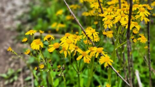 Blooming yellow wildflowers can be found across Lexington parks.
