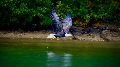 A bald eagle soars over a body of water with an outstretched wingspan.