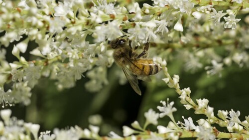 A bee on a flower.