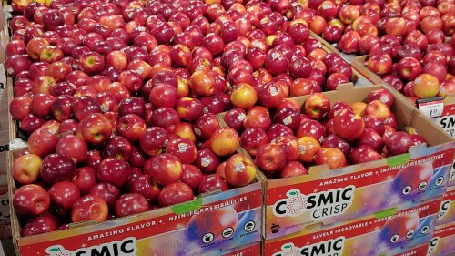 Cosmic_Crisp_apples_for_sale.jpeg