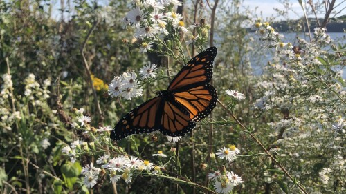 INDYtoday: INDY_monarch butterfly Eagle Creek Park_SEPT24
