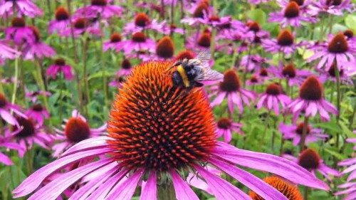 Purple Coneflower Lexington Official Flower