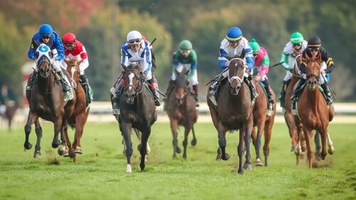 Horses + jockeys racing on a turf track