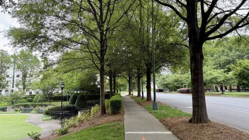 A stretch of sidewalk runs under a line of trees against an empty road.