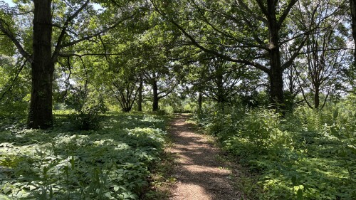 A shaded path surrounded by trees and low-lying plants