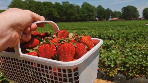 A white basket filled with strawberries in front of a strawberry field.