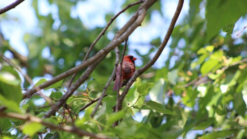 RAL-Northerncardinal-April23