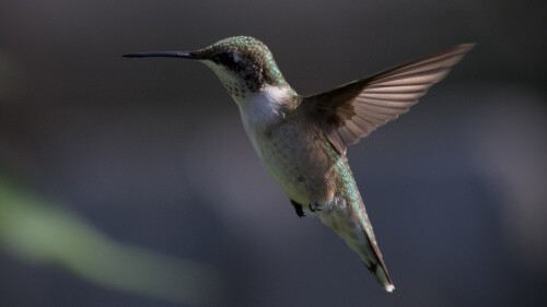 RIC_hummingbird_MARCH