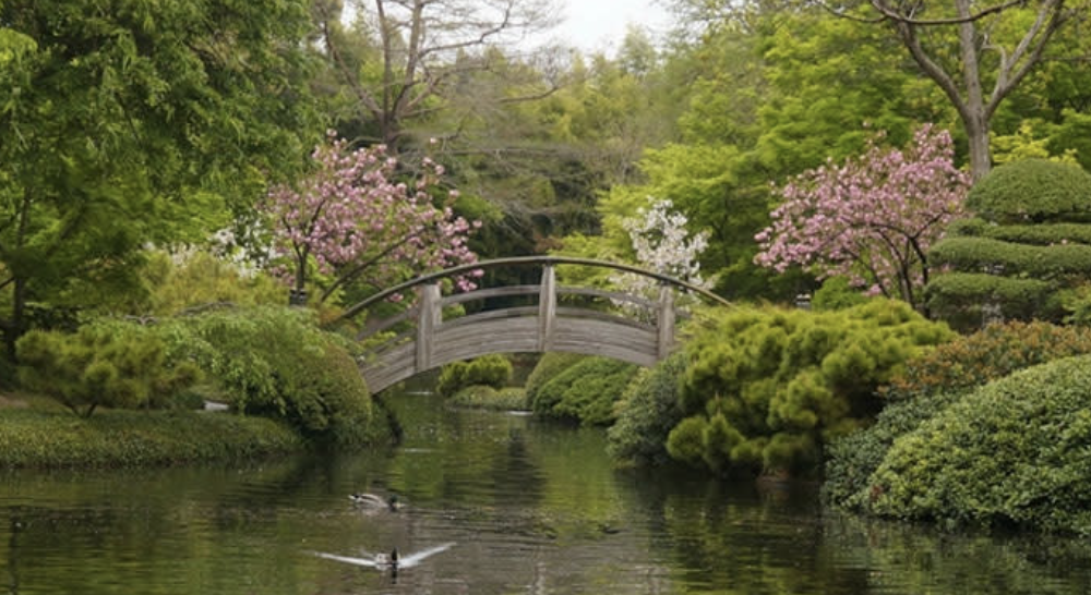 A botanic garden with flora surrounding a small river. A duck is ...