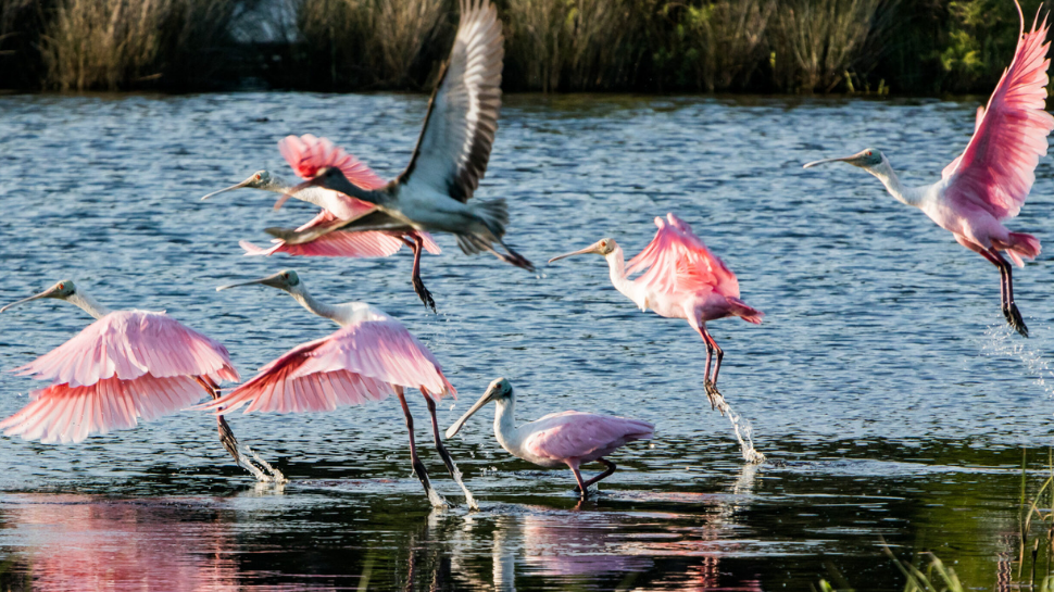 Roseate spoonbills and other wading birds fly and forage in a sunlit wetland, their pink feathers reflected in rippling water.